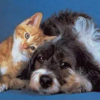 پانسیون حیوانات خانگی