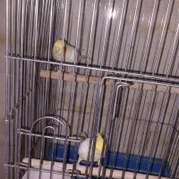 عروس هلندی لوتینو|پرنده|مشکیندشت, |دیوار