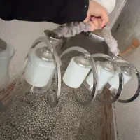 لوستر سیلور