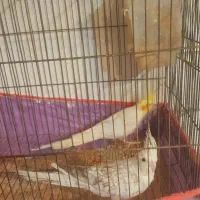 عروس هلندی ، م با ملنگو یا جوجه راهب|پرنده|شیراز, شهرک پرواز|دیوار