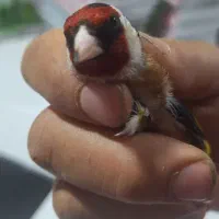 سهره چهار گل