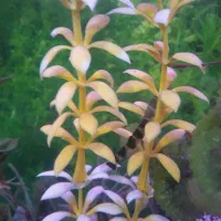 ماهی لوچ نیم نوار گیاهخوار|ماهی|مشگین شهر, |دیوار