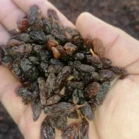 کشمش گله|خوردنی و آشامیدنی|نیشابور, خط کاشمر|دیوار