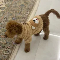 سگ توی پودل