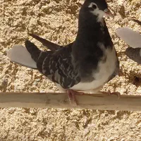 دمگیر زره ای