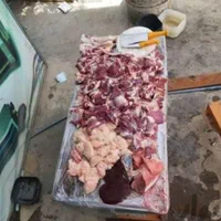 انواع گوسفند محلی دهات چریده|حیوانات مزرعه|قم, میرزائیه|دیوار