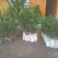 درخت|گل و گیاه طبیعی|اندیکا, |دیوار