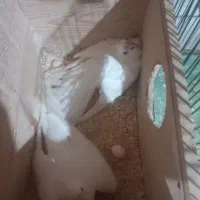 یک جفت عروس هلندی البینو|پرنده|سراب, |دیوار