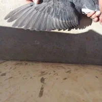 کبوتر ساعتی