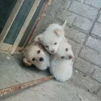 فروش توله های اشپیتز|سگ|شیروان (خراسان), |دیوار