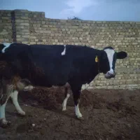 گاو شیری|حیوانات مزرعه|تاکستان, |دیوار