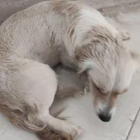 سگ پاپی شیتزو اشپیتز|سگ|اصفهان, باغ فدک|دیوار