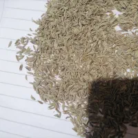 زیره سبزتمیز