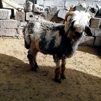 بره شیری|حیوانات مزرعه|اردل, |دیوار