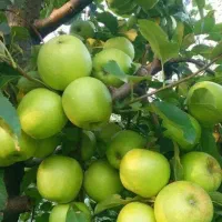 نهال سیب تک مهندس داداشی