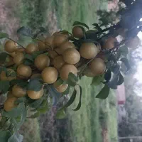 فروش نهال آلوچه زرد سیدی|خدمات باغبانی و درختکاری|مراغه, |دیوار