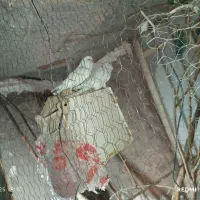 مرغ عشق و کوتوله|پرنده|زابل, |دیوار