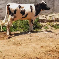 گاو مونت بیلیارد شیری جوان با گوساله مونت بیلیارد