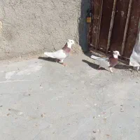 طوقی|پرنده|سبزوار, رباط|دیوار