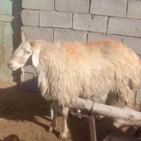 سلام قوچ دوسال وزن حدود۹۰ به بالاتیز رون به شرط