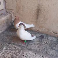 جفت خال دم نر با کله