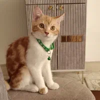 گربه ی بسیار دوست داشتنی