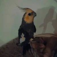 عروس هلندی آواز خون|پرنده|تبریز, |دیوار