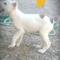 فروشی ۱۰۰۰ تومان روستای پلیند