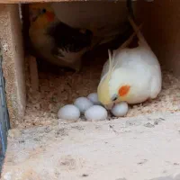 جفت مولد عروس هلندی جوجه عروس هلندی ،عروس مولد