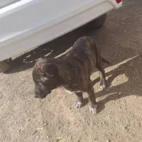 سگ سرابی ماده و توله ۲ ماهه