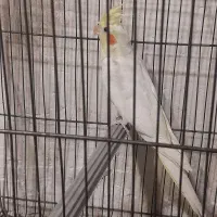 عروس هلندی.طوطی.سهره.قفس