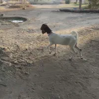 گوسفند|حیوانات مزرعه|بندرعباس, |دیوار