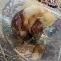 حلزون البینو