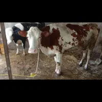 گاو مونت شکم دوم هشت کیلو شیر