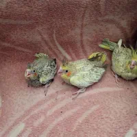 عروس هلندی|پرنده|قم, عمار یاسر|دیوار