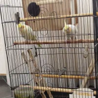 یک جفت لوتینو|پرنده|گلستان (تهران), |دیوار