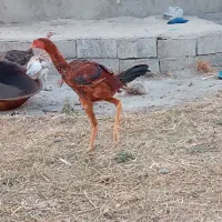 جوجه لاری|حیوانات مزرعه|اهر, |دیوار