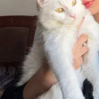 گربه پرشین|گربه|محمدشهر, شهرک پیام (مهرالبرز)|دیوار