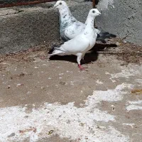 نر ماده گوره