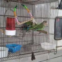 جفت طوطی برزیلی|پرنده|اهواز, کوی بشارت|دیوار