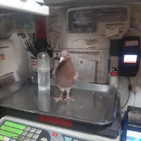 کفتر انگلیسی غریب گیری|حیوانات|قدس, شهر‌قدس|دیوار