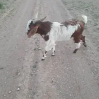 تکه