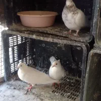 تعداد ۴کبوتر فروشی|پرنده|شاهرود, |دیوار