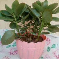 فروش تعدادی گل