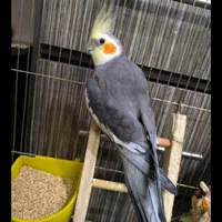 عروس هلندی نر