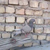 فروش دو  عدد قفس پرنده بدون لوازم و دو عدد کبوتر