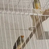 انواع فنچ گلدین .ستاره ای ،جغدی،کراواتی ،گلوبریده