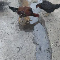 مرغ و خروس لاری|حیوانات مزرعه|چناران, |دیوار