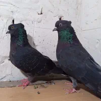کبوترزاغ.تهرانی
