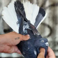 شش طوق نر